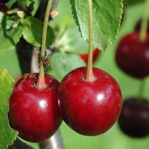 Cerisier colonnaire Shangai&reg;/Pot de 7,5L