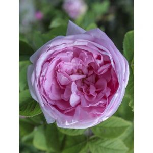 Rose des peintres, rosier ancien 'Muscosa' Racines nues en motte