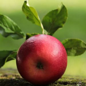 Pommier colonnaire Red Sensation/Pot de 7,5L