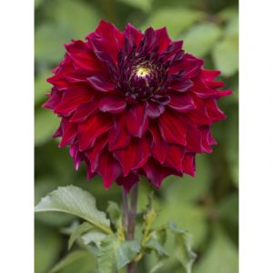 Dahlia g&eacute;ant d&eacute;coratif 'Mingus Alex' Bulbe calibre I
