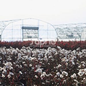 Lilas des Indes Black Diamond&reg; Pure White&trade;, Lagerstroemia/Pot de 3L