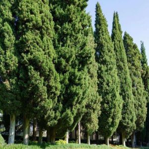 Cypr&egrave;s de Provence (Cupressus sempervirens)