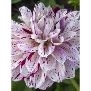 Dahlia d&eacute;coratif 'Prince Vaillant' Bulbe calibre I