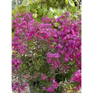 Lilas des Indes 'Terrasse Rose' arbuste compact &ndash; Fleurs roses soutenues &ndash; Hauteur &agrave; maturit&eacute; 150 cm &ndash; Rustique jusqu'&agrave; -15&deg;C &ndash; Pot de 3L/4L