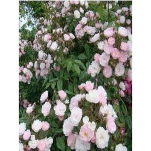 Rosier liane 'Dentelle de Malines' Racines nues en motte