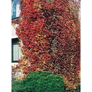 Vigne vierge japonaise 'Veitchii' Pot de 2L/3L