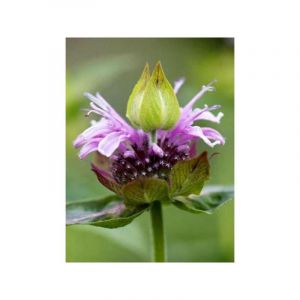 Le Jardin Du Pic Vert - Monarde 'Mohawk' Godet de 8/9 cm