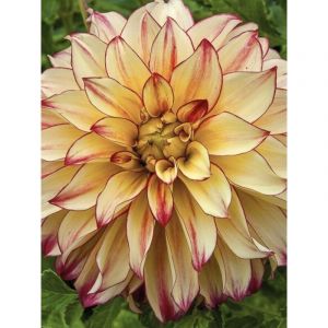 Dahlia g&eacute;ant d&eacute;coratif 'Lady Darlene' Bulbe calibre I
