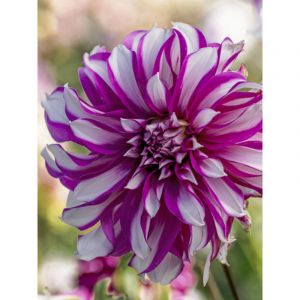 Dahlia d&eacute;coratif 'Radegast' Bulbe calibre I