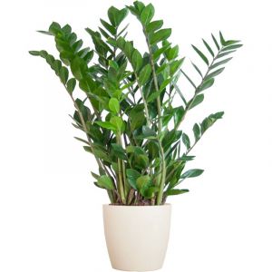 Zamioculcas Zamiifolia met Viber wit en pot &Oslash;21cm. Plante verte type Zamioculcas Zamiifolia met Viber wit, livr&eacute;e en pot, id&eacute;ale pour int&eacute;rieur lumine