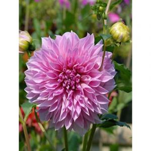Dahlia Gpe G&eacute;ant d&eacute;coratif 'Lavender Perfection' Bulbe calibre I