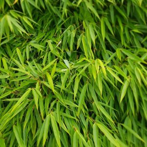 Bambou Fargesia murieliae Simba 80/100cm