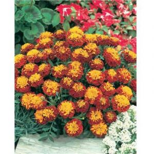 Oeillet d inde spry collerette - graines de fleurs