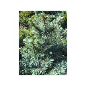 Pin d'Oregon, Sapin de Douglas 'Fletcheri' Pot de 7,5L/10L, Tige de 80 cm