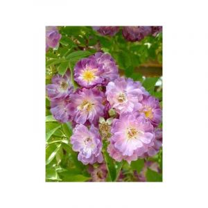 Rosier liane 'Veilchenblau' Pot de 4L/5L