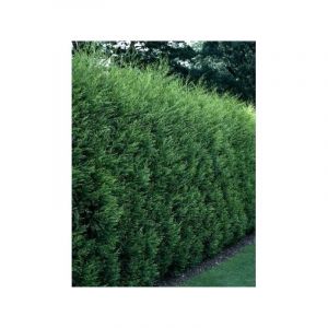 Cyprès de Leyland '2001' Pot de 2L/3L