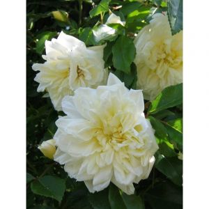 Rosier liane 'Alberic Barbier' Pot de 4L/5L