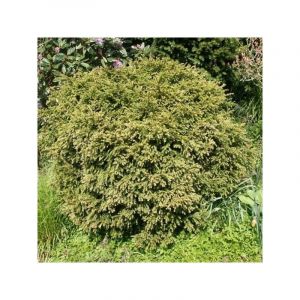 Taxus baccata form&eacute; en boule - Topiaire d'if Pot de 7,5L/10L, Boule