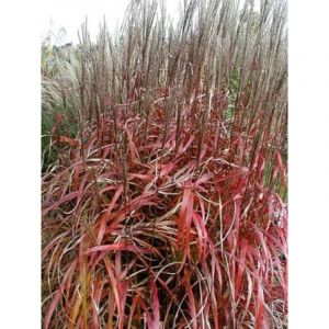 Eulalie, Roseau de Chine 'Ghana' Godet de 8/9 cm