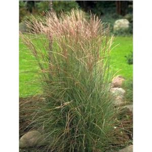 Eulalie, Roseau de Chine 'Kleine Silberspinne' Pot de 1L/1,5L