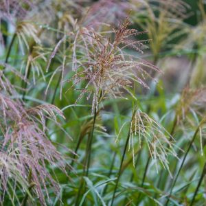 Roseau de Chine P&uuml;nktchen' - Miscanthus sinensis P&uuml;nktchen' pot 3L