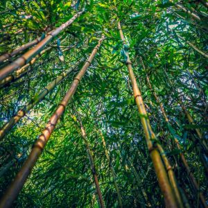 Bambou Fargesia scabrida Asian Wonder 125/150cm