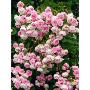 Rosier grimpant 'Frau Eva Schubert' Pot de 4L/5L
