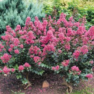 Lilas des Indes Coral Magic&reg;, Lagerstroemia/Pot de 7,5L