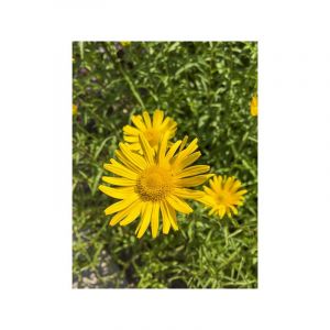 Oeil de boeuf jaune 'Alpen Gold' Godet de 8/9 cm