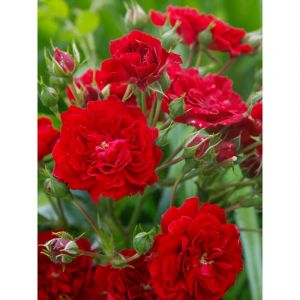 Rosier grimpant 'Siluetta Crimson' Racines nues en motte