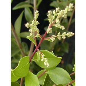 Le Jardin Du Pic Vert - Tro&egrave;ne du Japon 'Texanum' Pot de 7,5L/10L