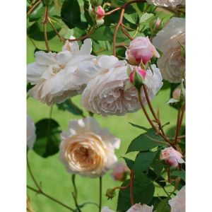 Rosier anglais liane The Albrighton Rambler&reg; Racines nues en motte