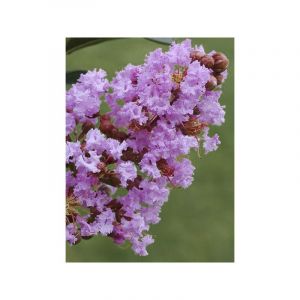 Lilas des Indes 'Pink Grand Sud' Pot de 3L/4L, Touffe