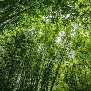 Bambou Fargesia robusta Formidable en pot de 2L