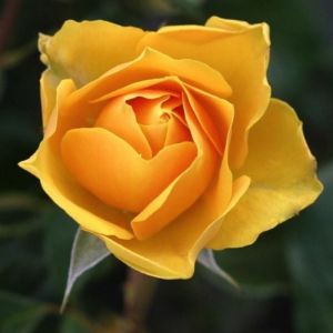 Rosier Grimpant 'Landora' &reg; (Rosa 'Landora' &reg;)