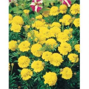 Oeillet d inde lemon drop - Plantes vivaces