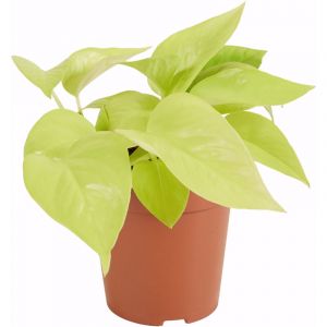 Bloomique - Scindapsus Epipremnum Golden Photos - Plante retombante - Convient &eacute;galement comme plante grimpante - Plante d'int&eacute;rieur - Purificateur