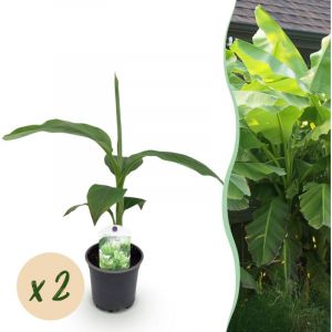 Bananier Musa Basjoo rustique ext&eacute;rieur lot 2 plantes pot 12 cm hauteur 30 cm&ndash; ComfortXL Green