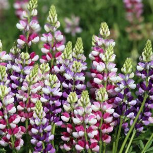 Graines de Lupin annuel Avalune Bicolours Mix - Lupinus hartwegii le sachet de 40 graines (1g)