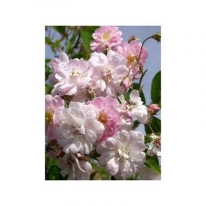 Rosier liane 'Paul's Himalayan Musk' Pot de 4L/5L