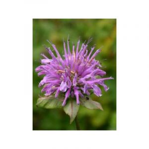 Monarde 'Menthifolia' Godet de 8/9 cm