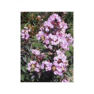 Lilas des Indes 'Rhapsody in Pink' Pot de 7,5L/10L, Tige