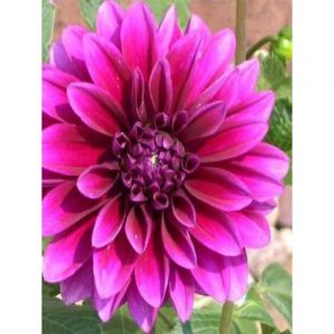 Dahlia Gpe d&eacute;coratif 'Le Baron' Bulbe calibre I