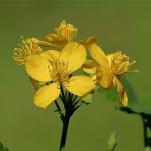 4 x Ch&eacute;lidoine - Chelidonium majus - godet 9x9 cm