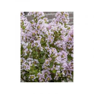 Lilas des Indes 'Babe With Love' Godet de 8/9 cm