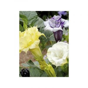 Datura 'Ballerina Mixed' le sachet de 8 graines