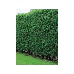 Tro&egrave;ne commun, Tro&egrave;ne d'Europe 'Atrovirens' Pot de 2L/3L