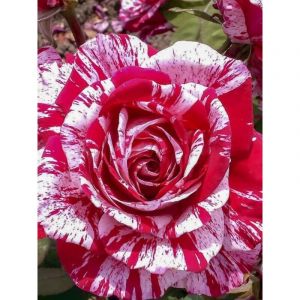 Rosier grimpant 'Pirate ' Racines nues en motte