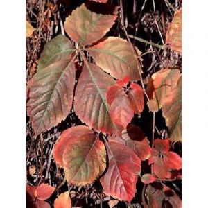 Le Jardin Du Pic Vert - Vigne vierge vraie, Vigne vierge de Virginie Pot de 2L/3L 80/90cm