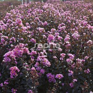 Lilas des Indes Black Diamond&reg; Lavender Lace&trade;, Lagerstroemia/Pot de 7,5L